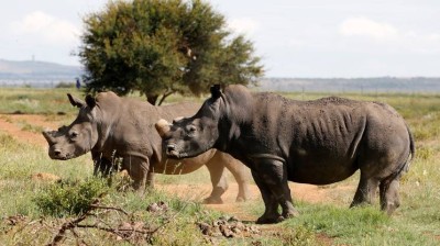 Rinoceronti black africani